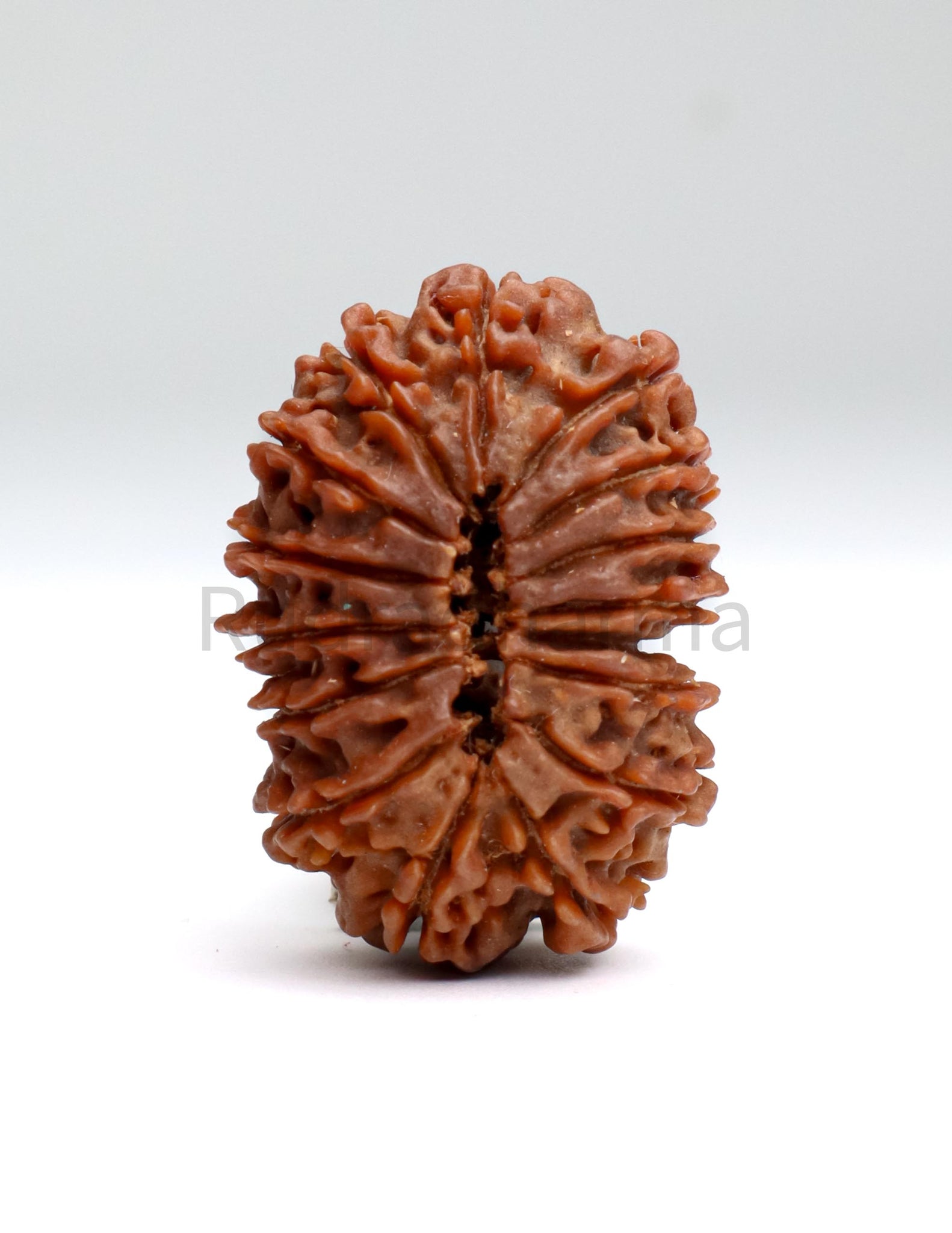 16 Mukhi Nepali Rudraksha