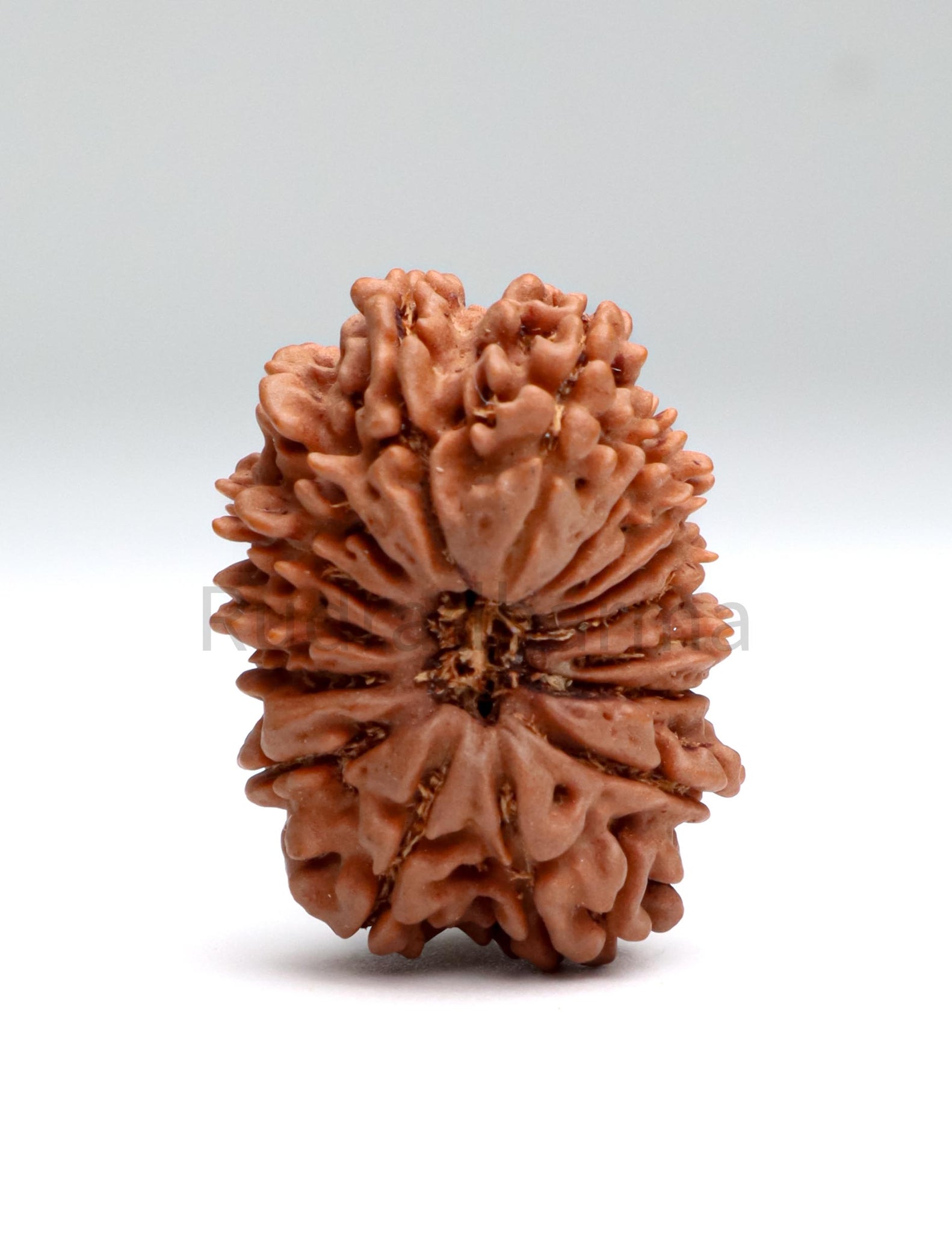 16 Mukhi Nepali Rudraksha