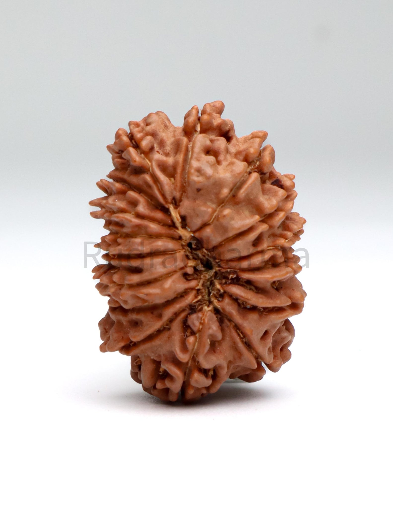 16 Mukhi Nepali Rudraksha