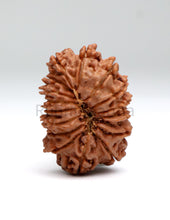 16 Mukhi Nepali Rudraksha