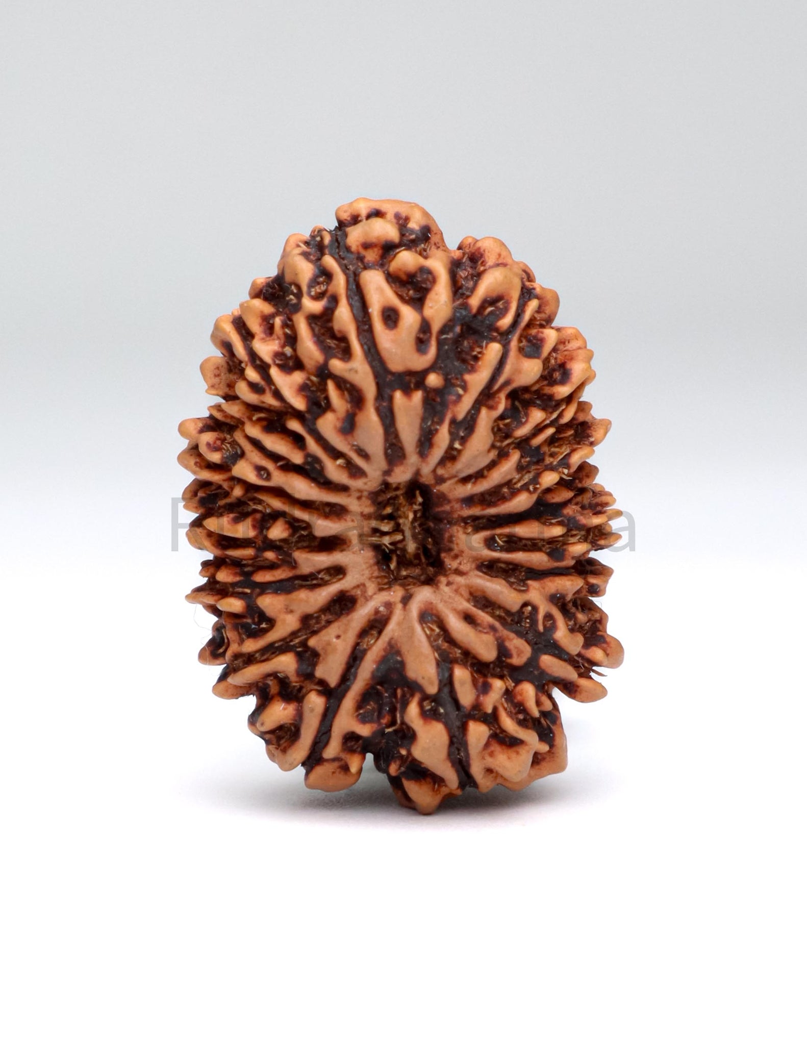 16 Mukhi Nepali Rudraksha