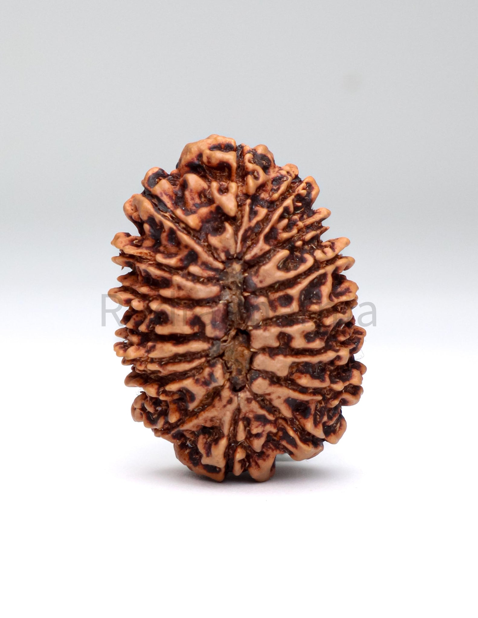 16 Mukhi Nepali Rudraksha