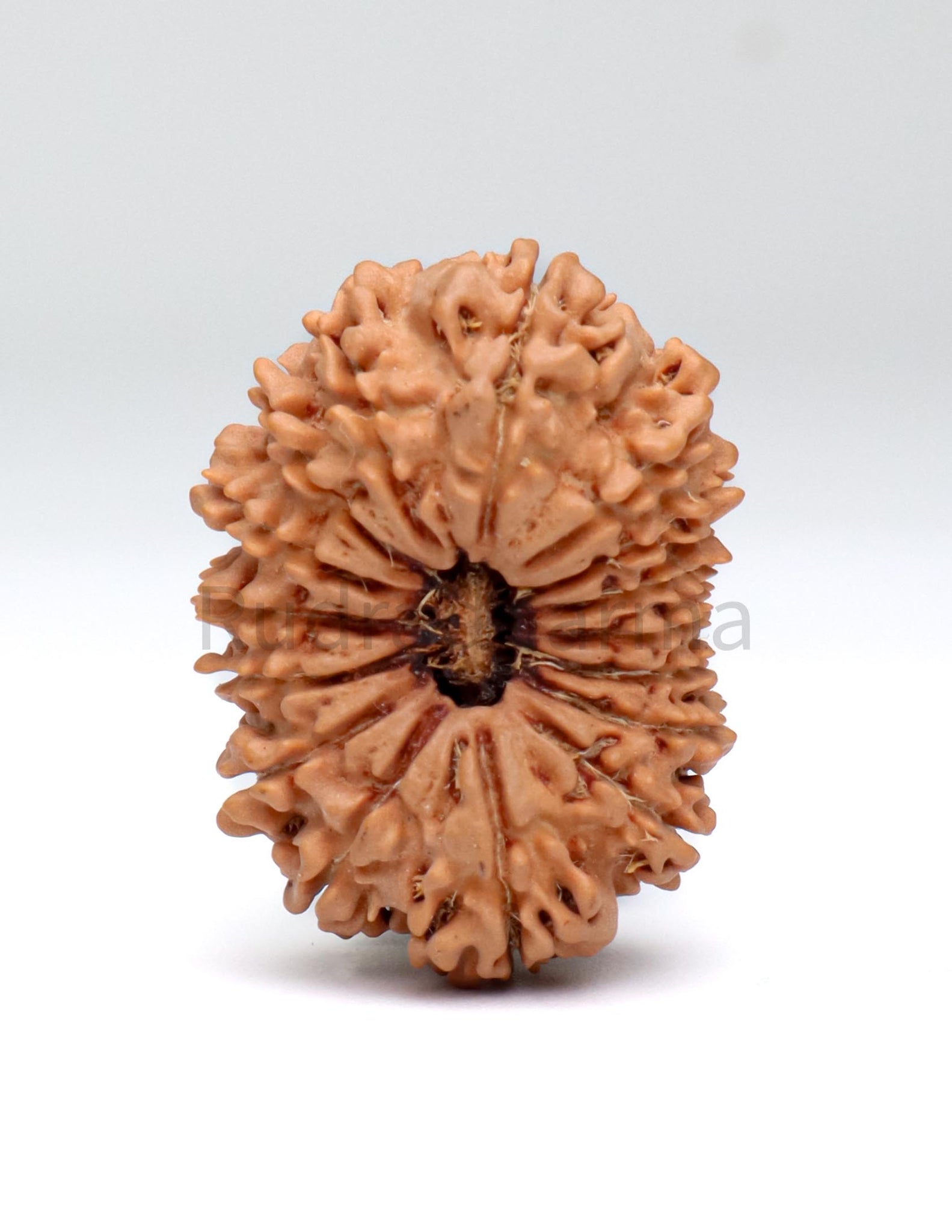 16 Mukhi Nepali Rudraksha