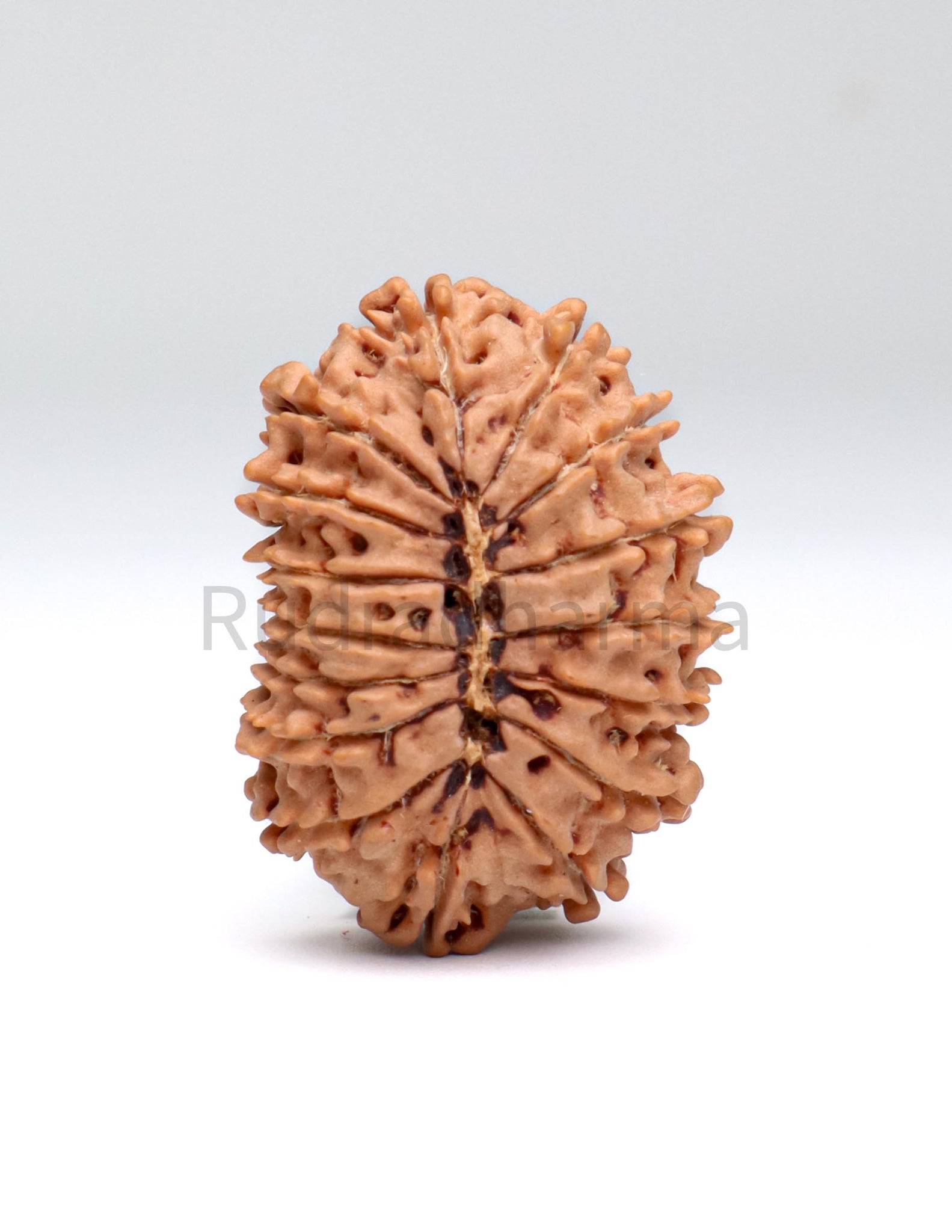 16 Mukhi Nepali Rudraksha