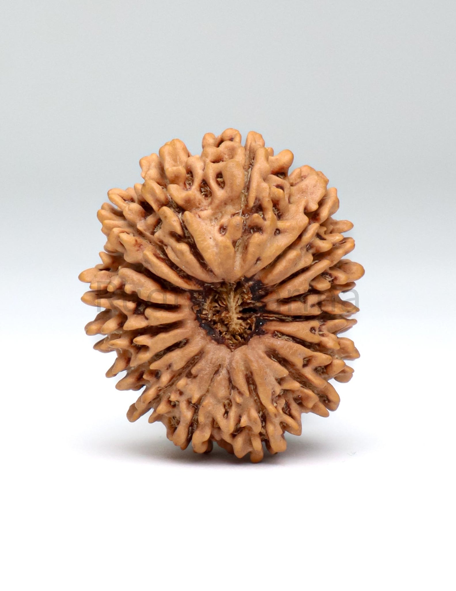 16 Mukhi Nepali Rudraksha