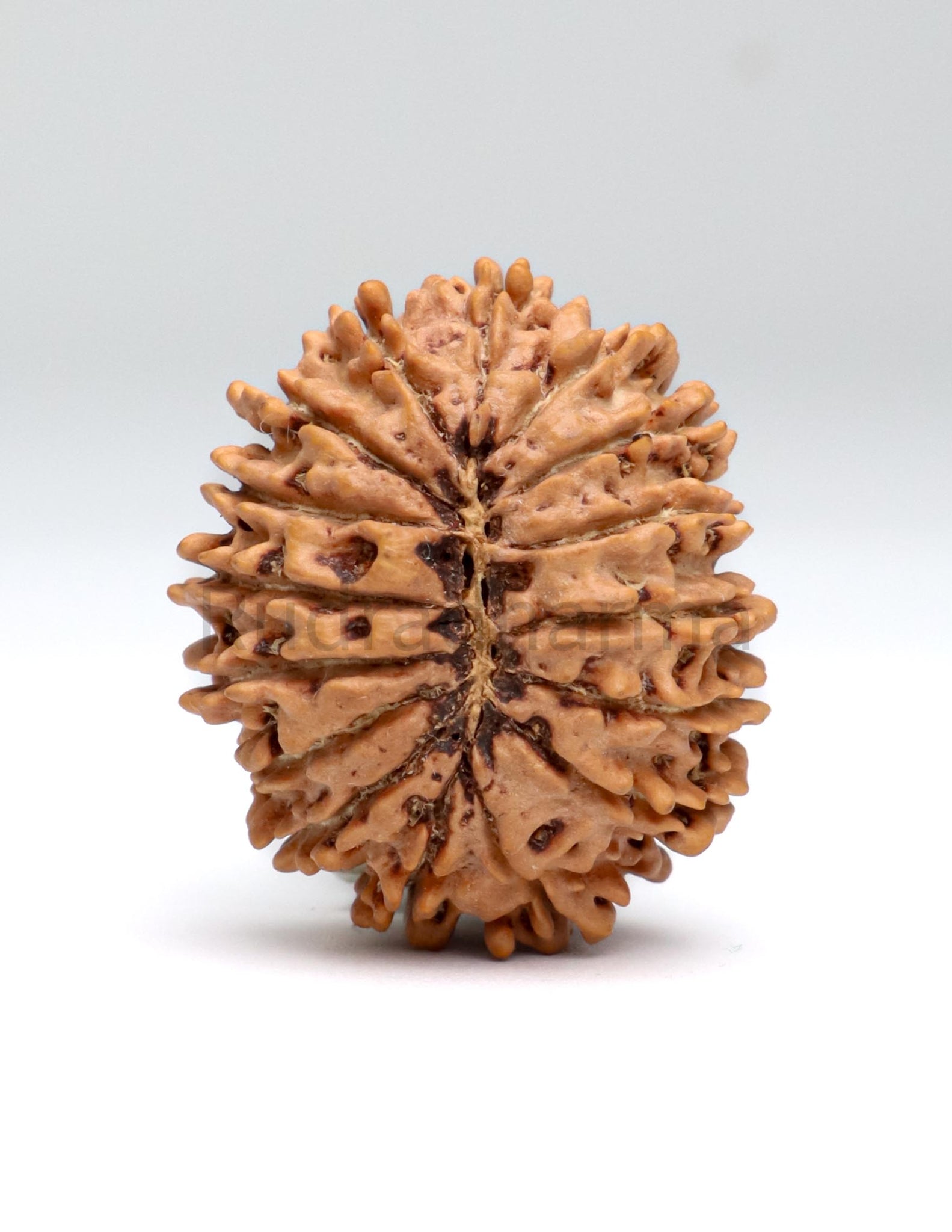 16 Mukhi Nepali Rudraksha