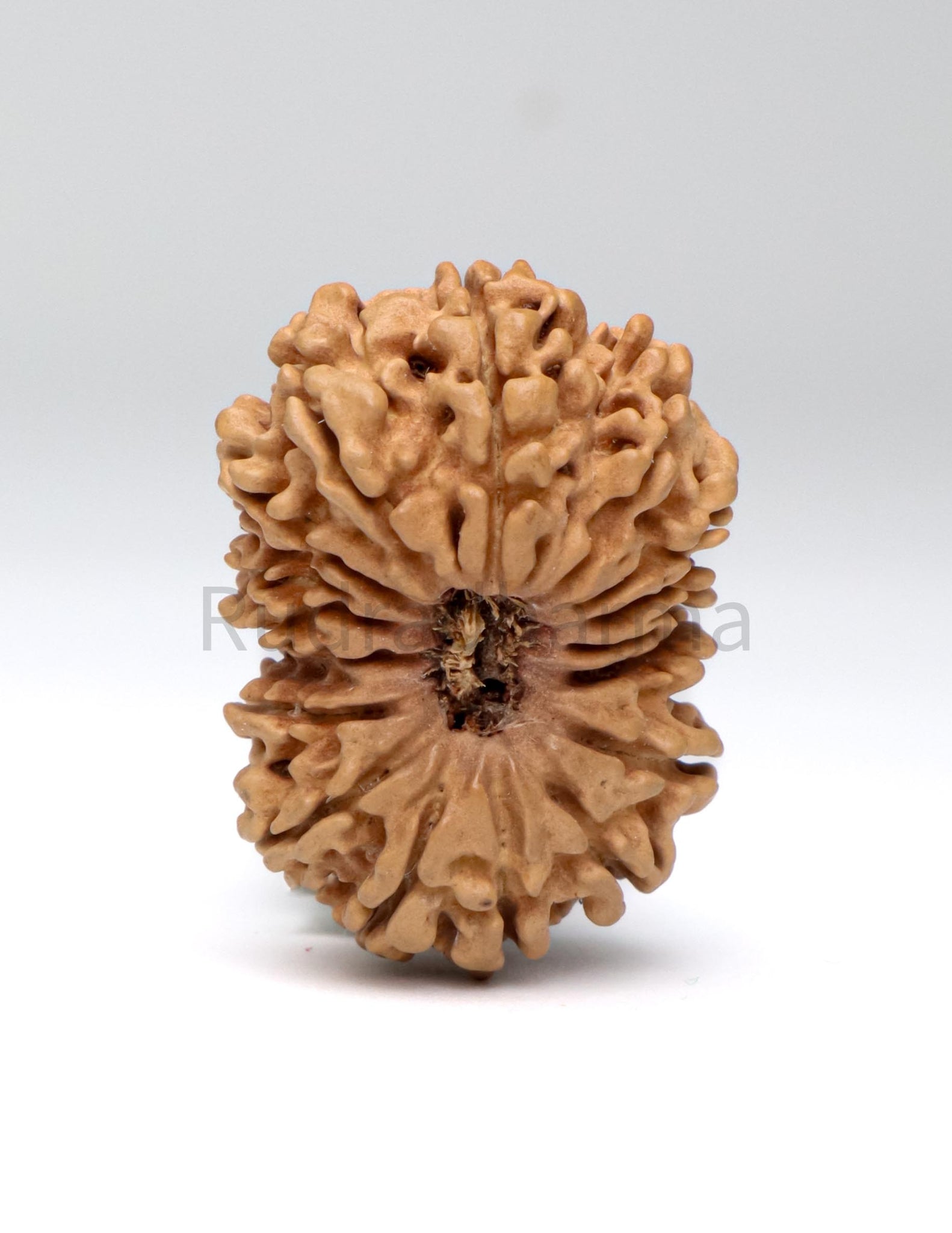 16 Mukhi Nepali Rudraksha