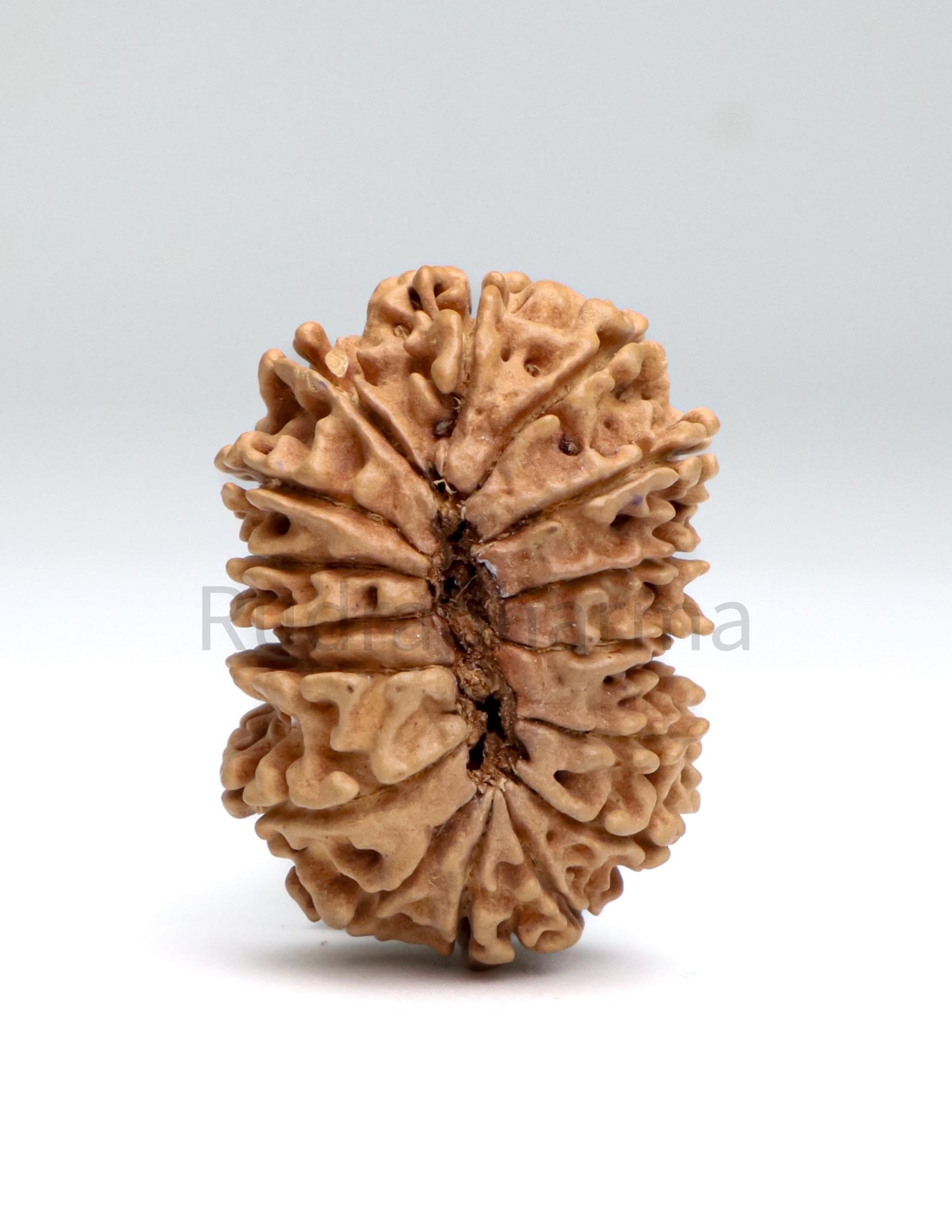 16 Mukhi Nepali Rudraksha