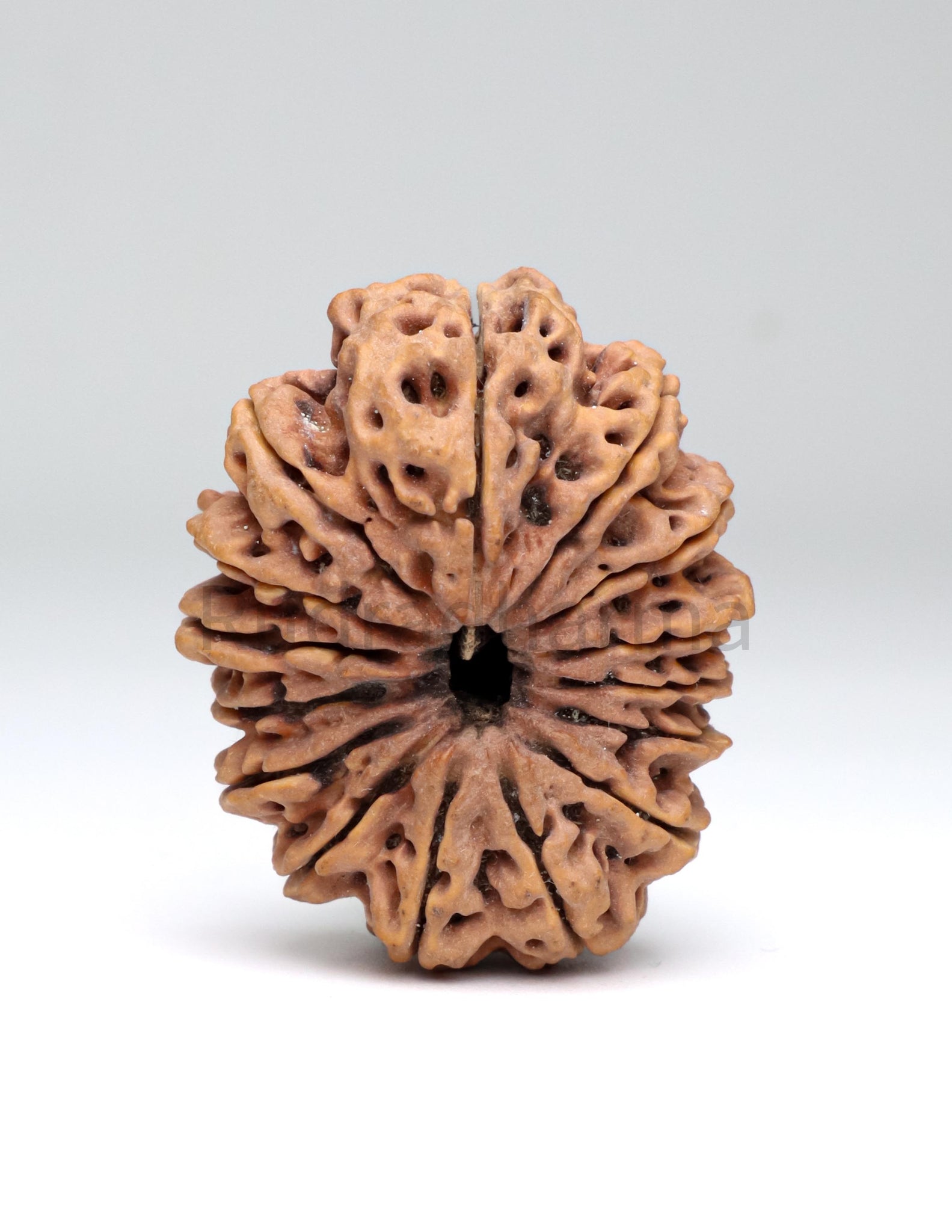 15 Mukhi Nepali Rudraksha