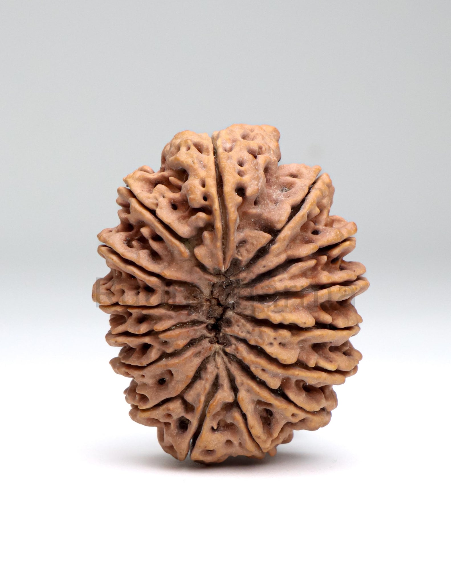 15 Mukhi Nepali Rudraksha