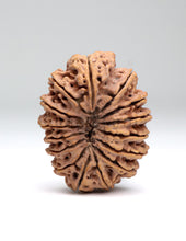 15 Mukhi Nepali Rudraksha