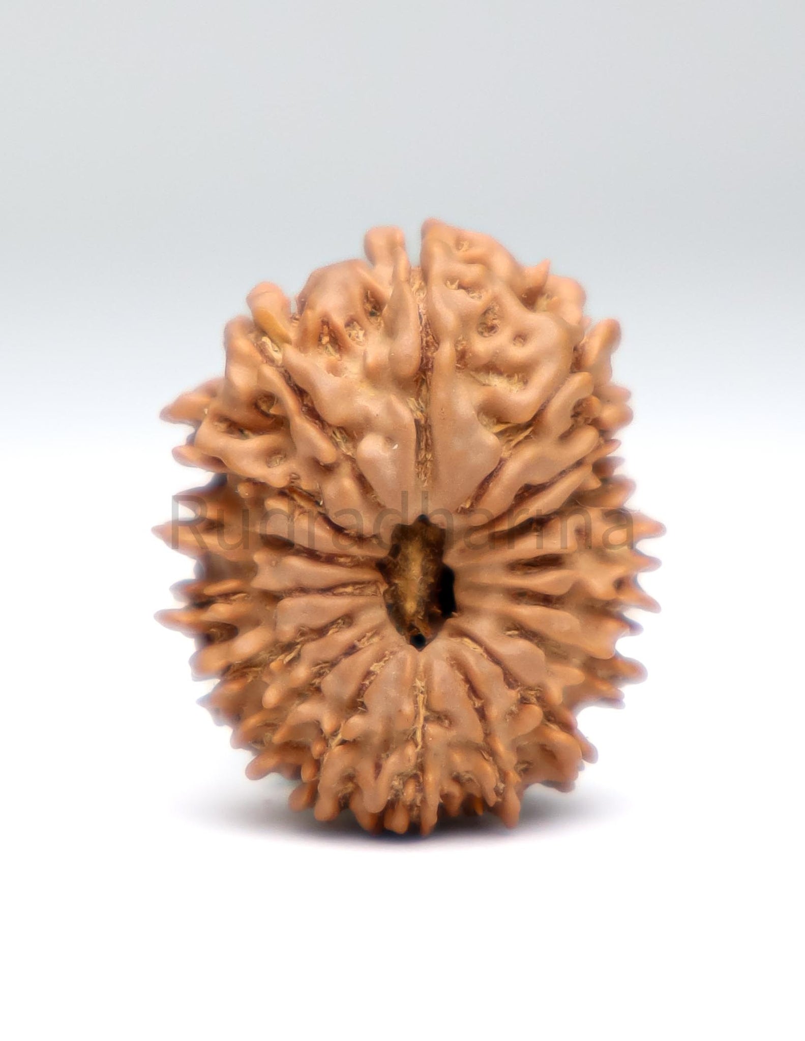 17 Mukhi Nepali Rudraksha