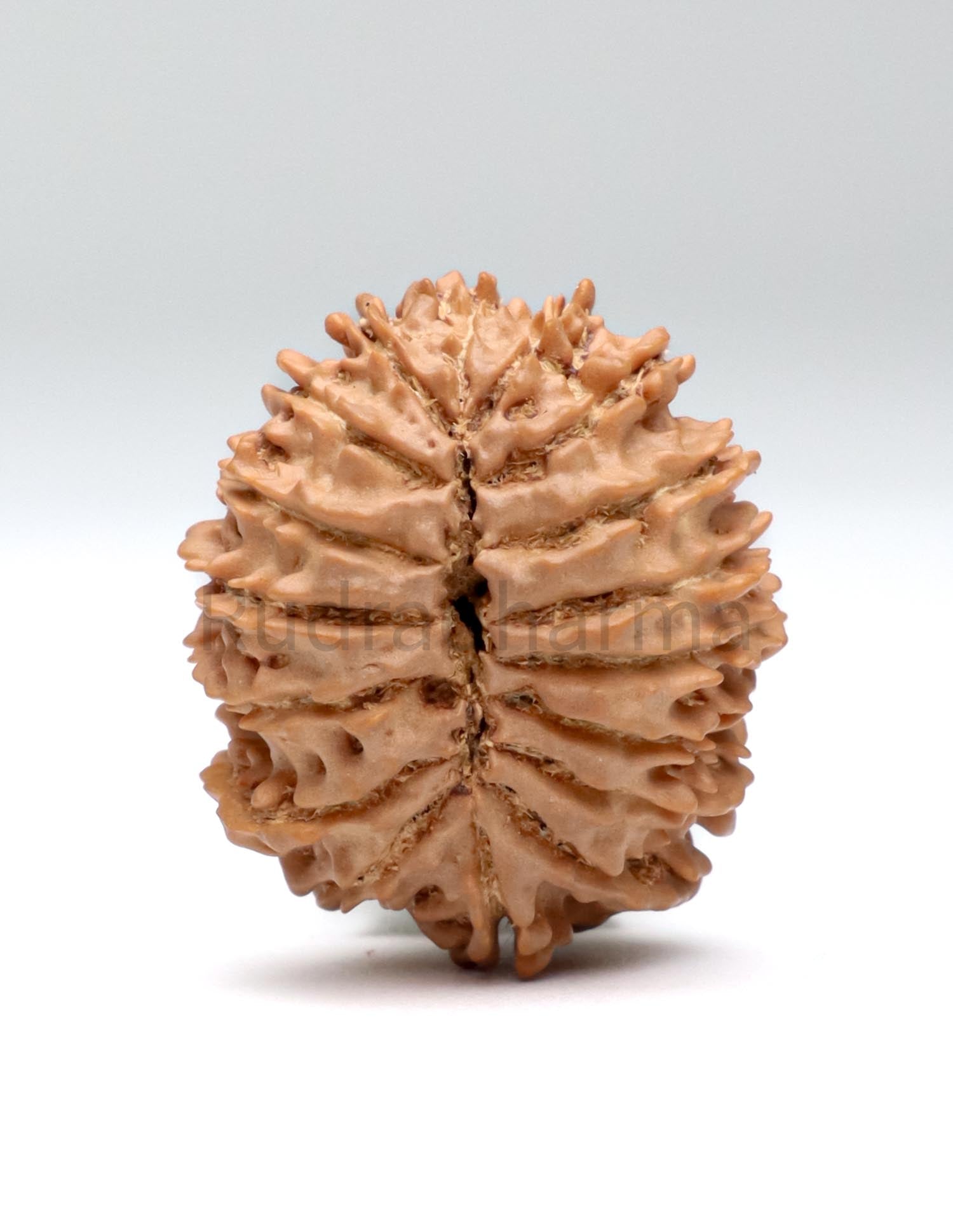 17 Mukhi Nepali Rudraksha