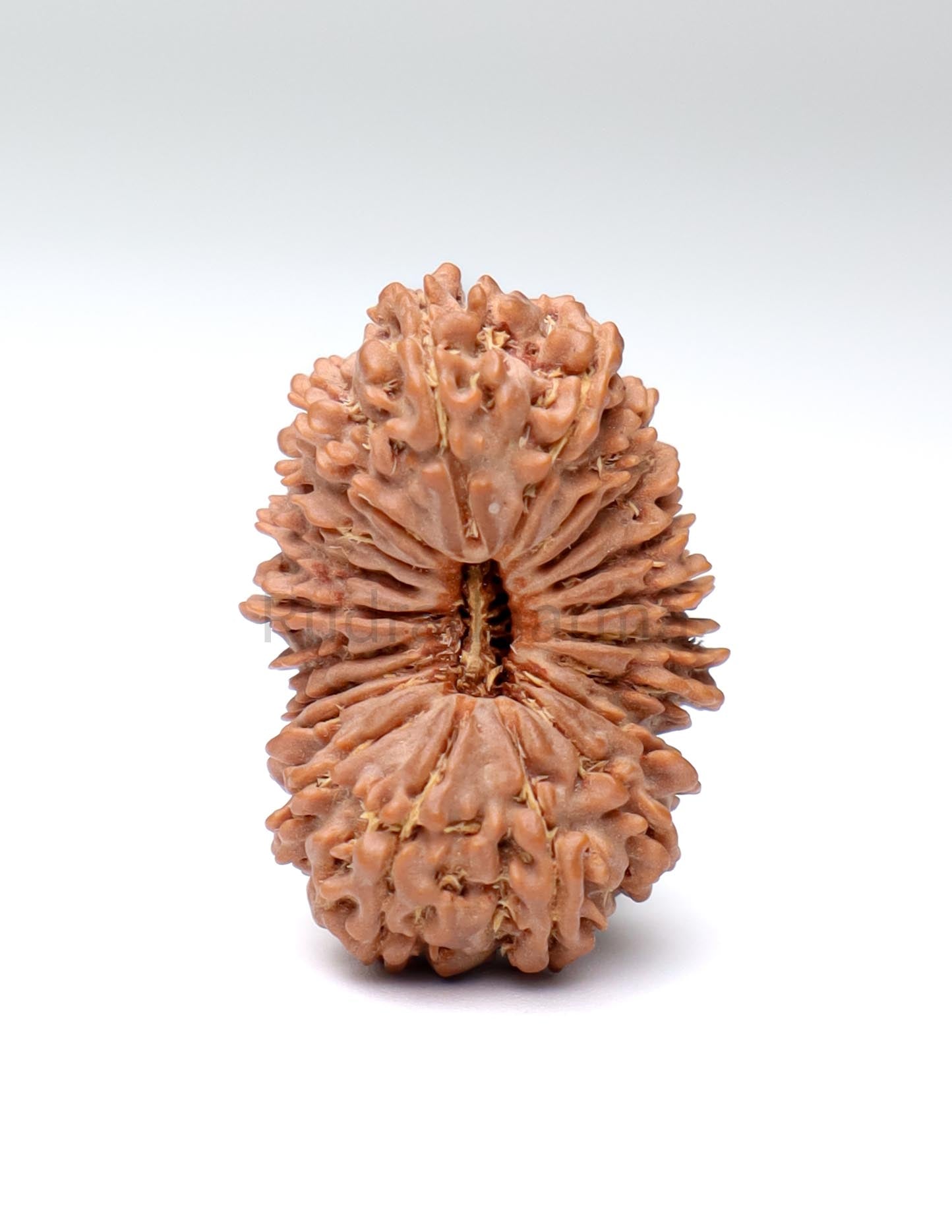 20 Mukhi Nepal Rudraksha