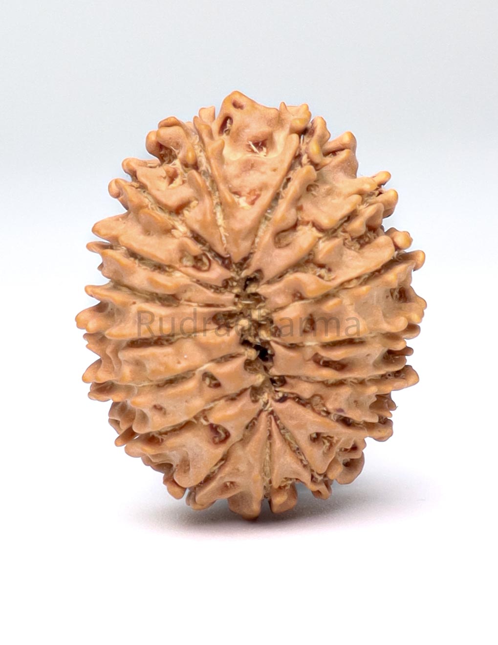 16 Mukhi Nepali Rudraksha