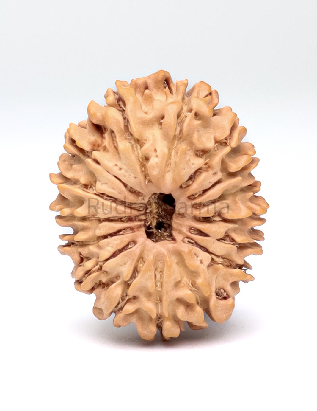 16 Mukhi Nepali Rudraksha