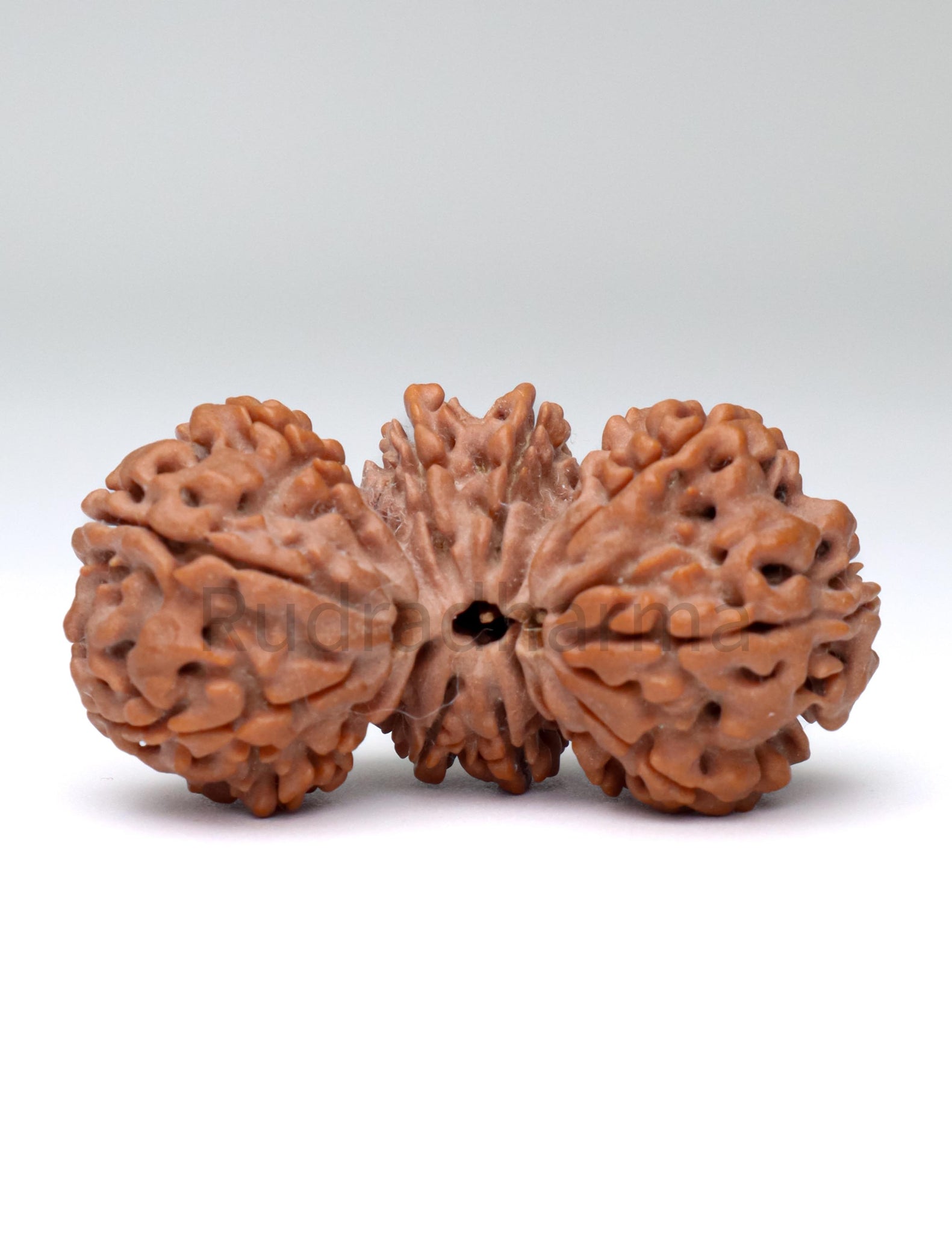 Trijuti Nepali Rudraksha