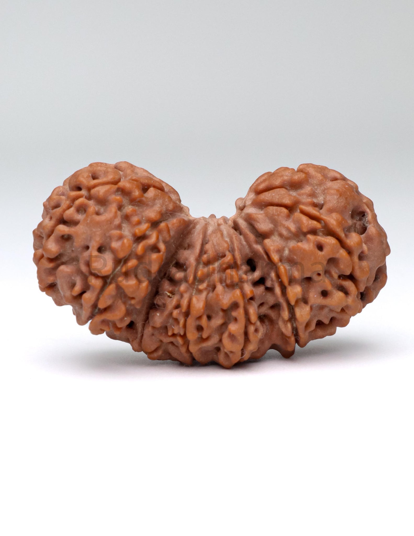 Trijuti Nepali Rudraksha