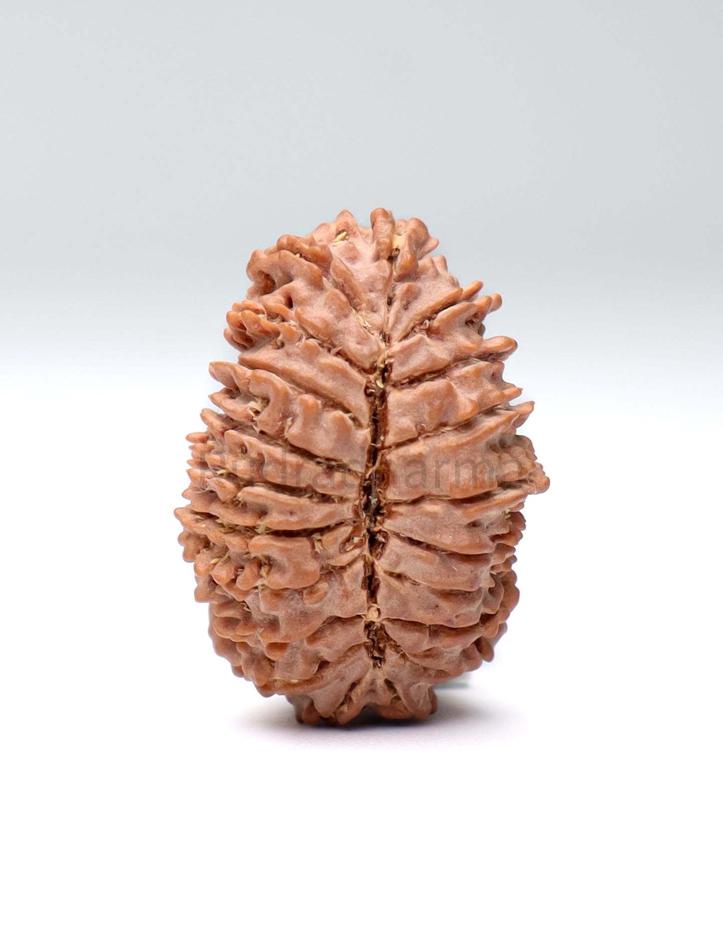 20 Mukhi Nepal Rudraksha