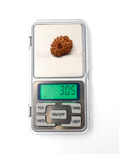 15 Mukhi Nepali Rudraksha