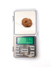 17 Mukhi Nepali Rudraksha