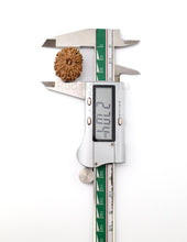 15 Mukhi Nepali Rudraksha