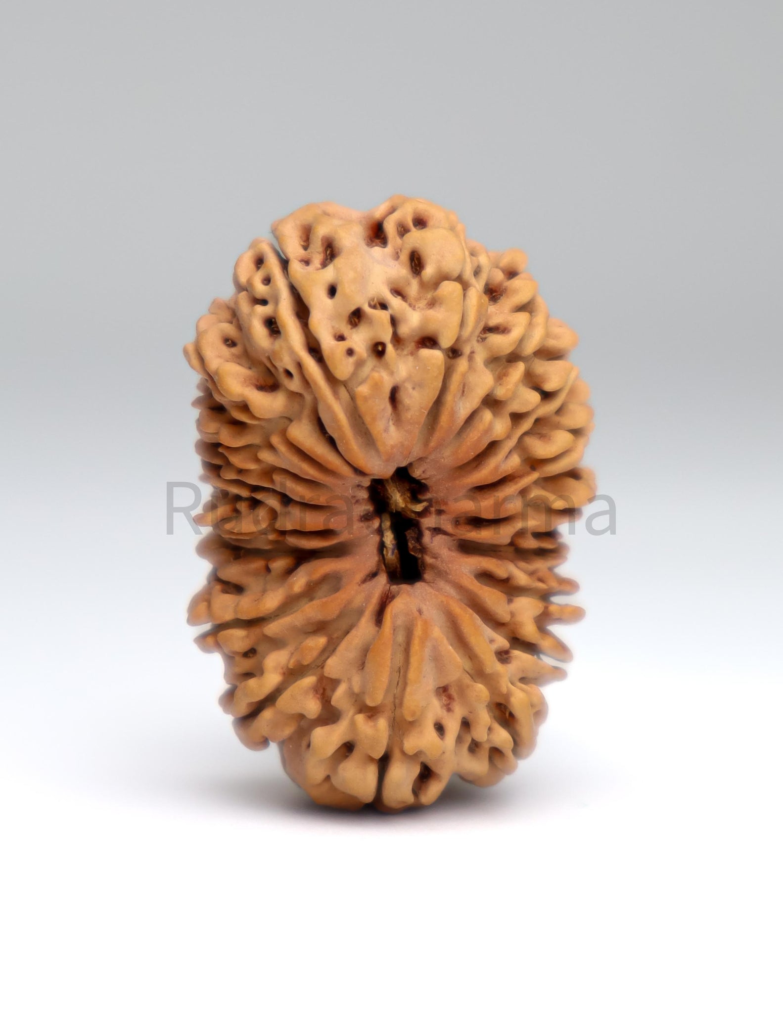 18 Mukhi Nepali Rudraksha