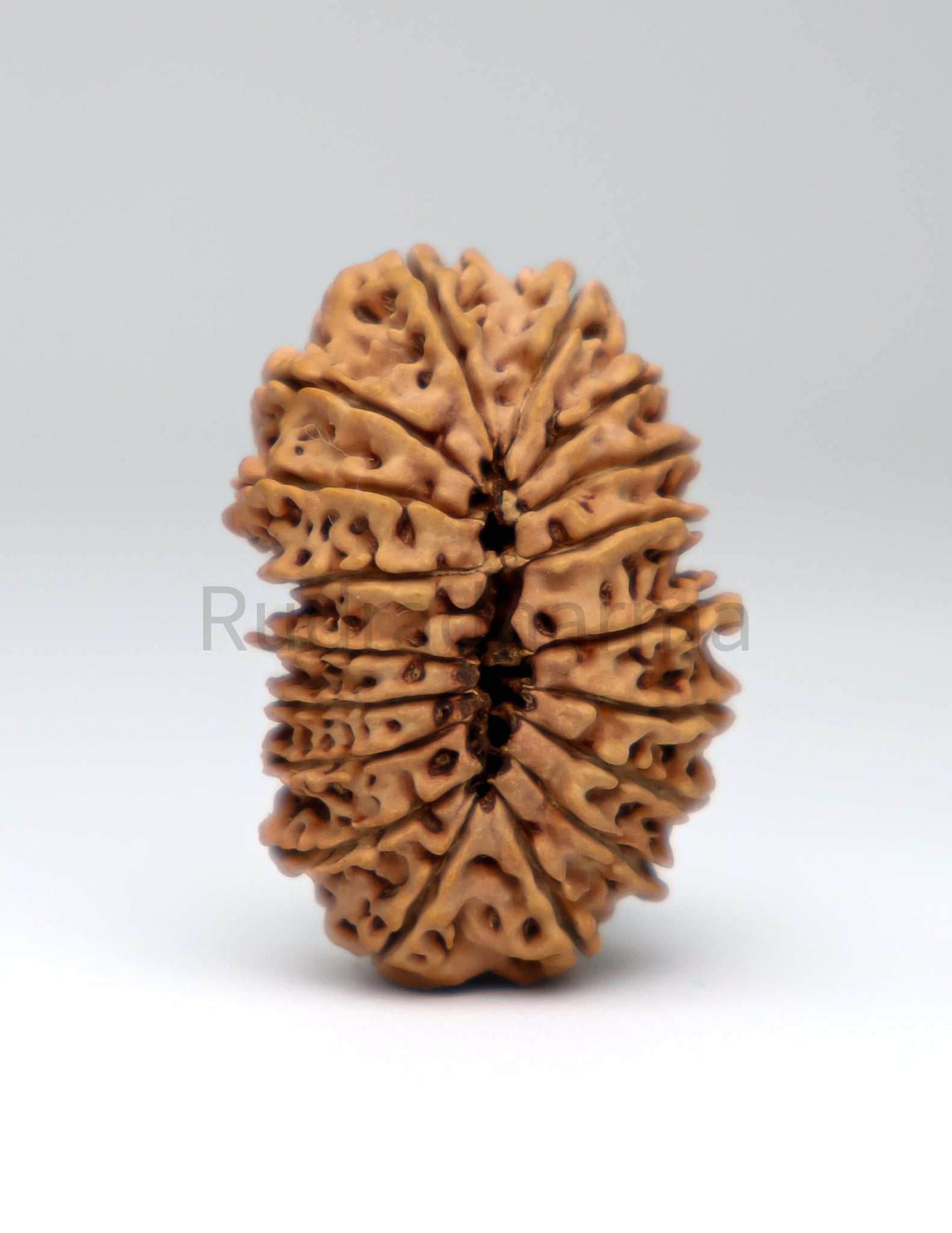 18 Mukhi Nepali Rudraksha