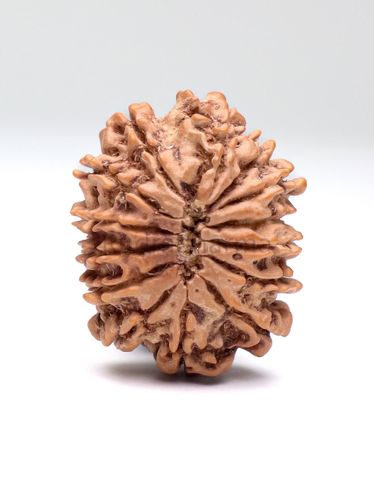 14 Mukhi Nepali Rudraksha