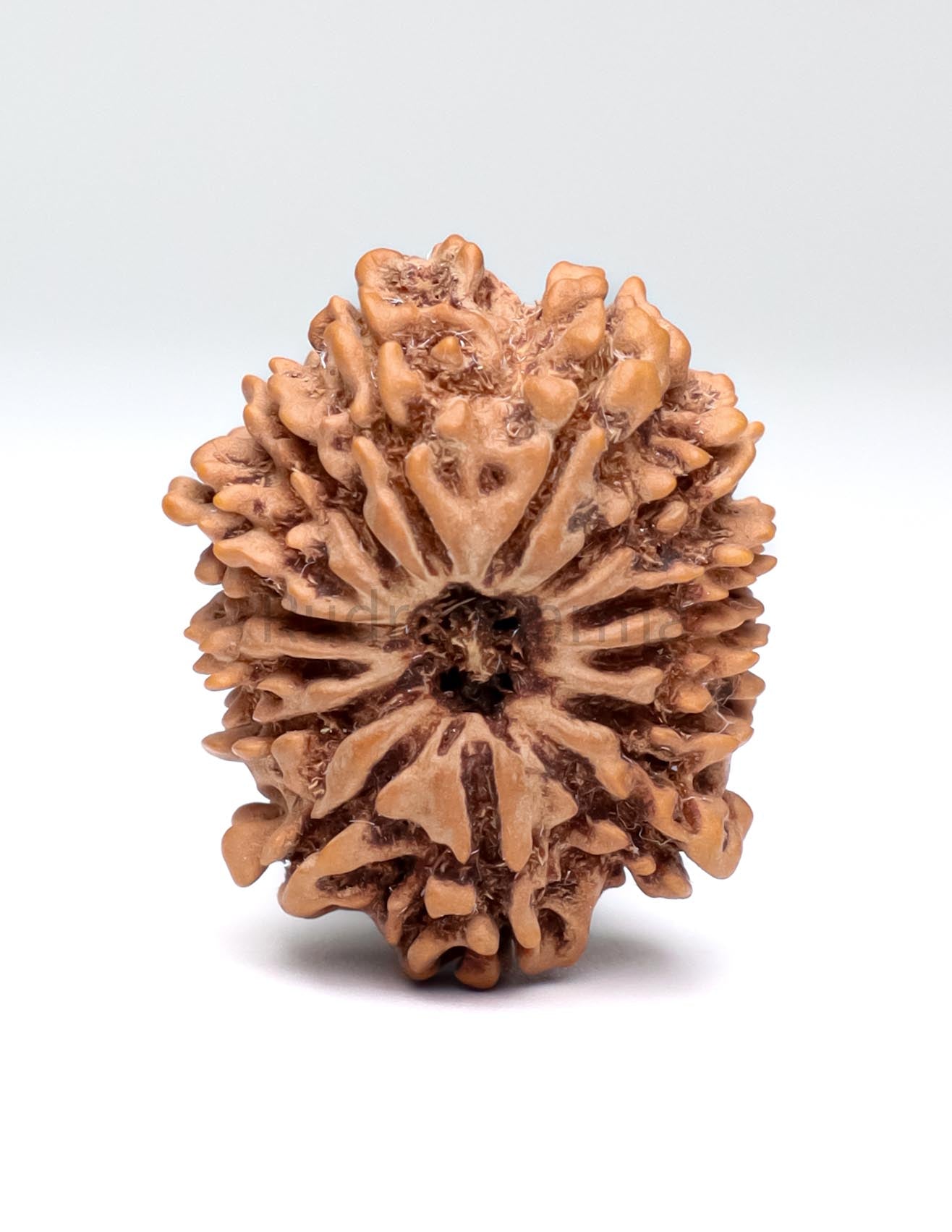 14 Mukhi Nepali Rudraksha