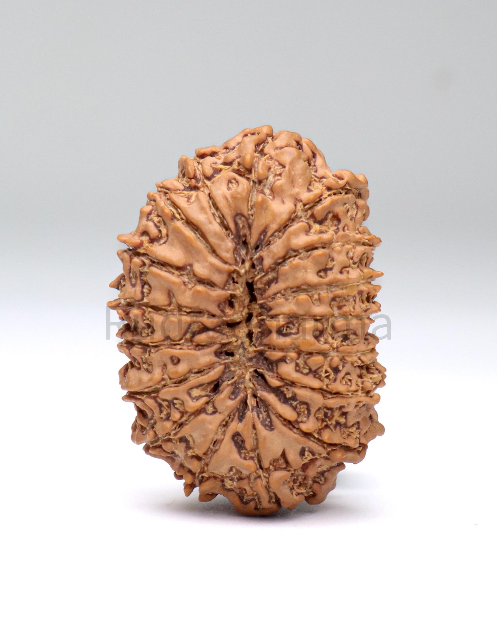 17 Mukhi Nepali Rudraksha