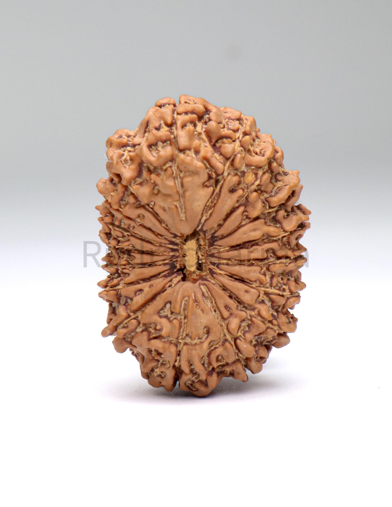 17 Mukhi Nepali Rudraksha