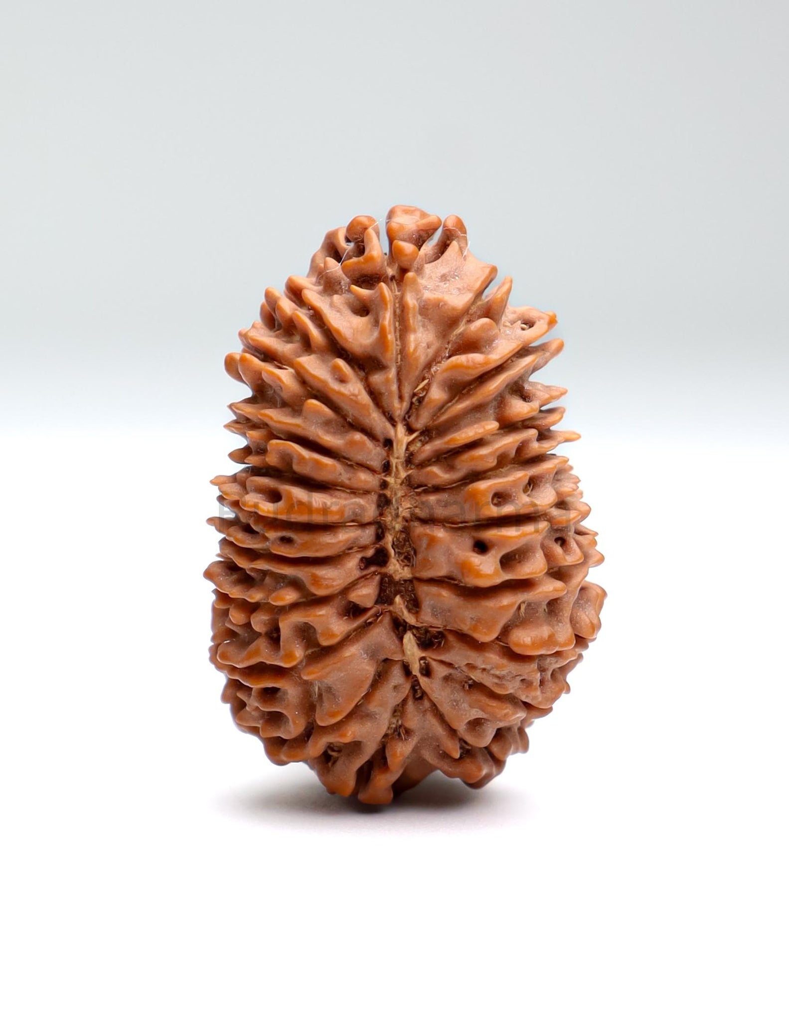 20 Mukhi Nepal Rudraksha