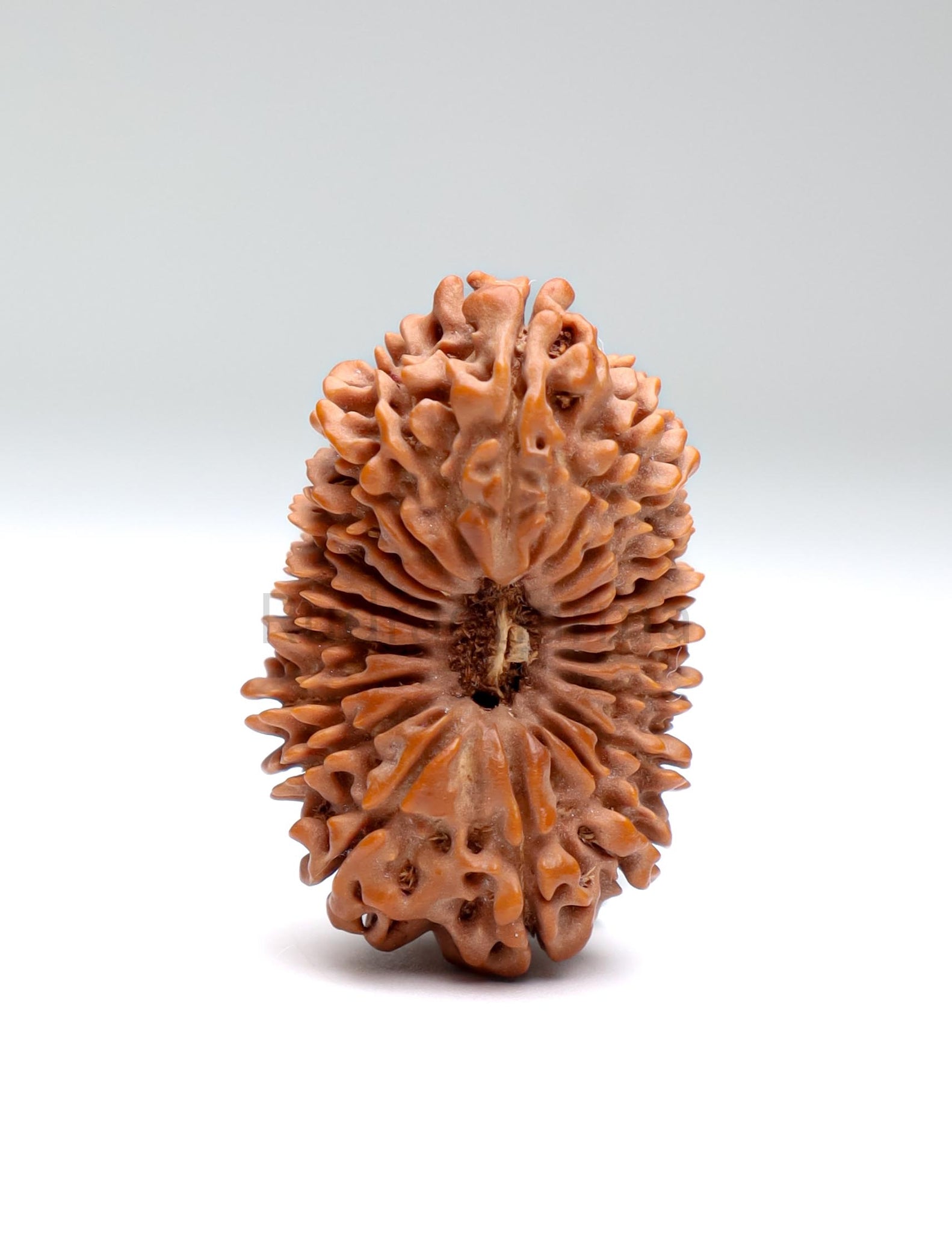 20 Mukhi Nepal Rudraksha