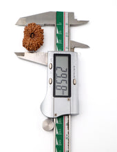 16 Mukhi Nepali Rudraksha