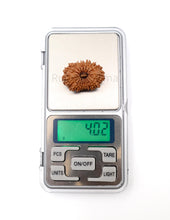 16 Mukhi Nepali Rudraksha