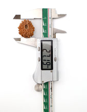 19 Mukhi Nepal Rudraksha