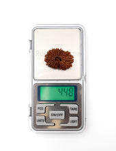 16 Mukhi Nepali Rudraksha