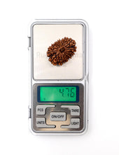 16 Mukhi Nepali Rudraksha