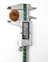 16 Mukhi Nepali Rudraksha