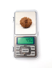 16 Mukhi Nepali Rudraksha