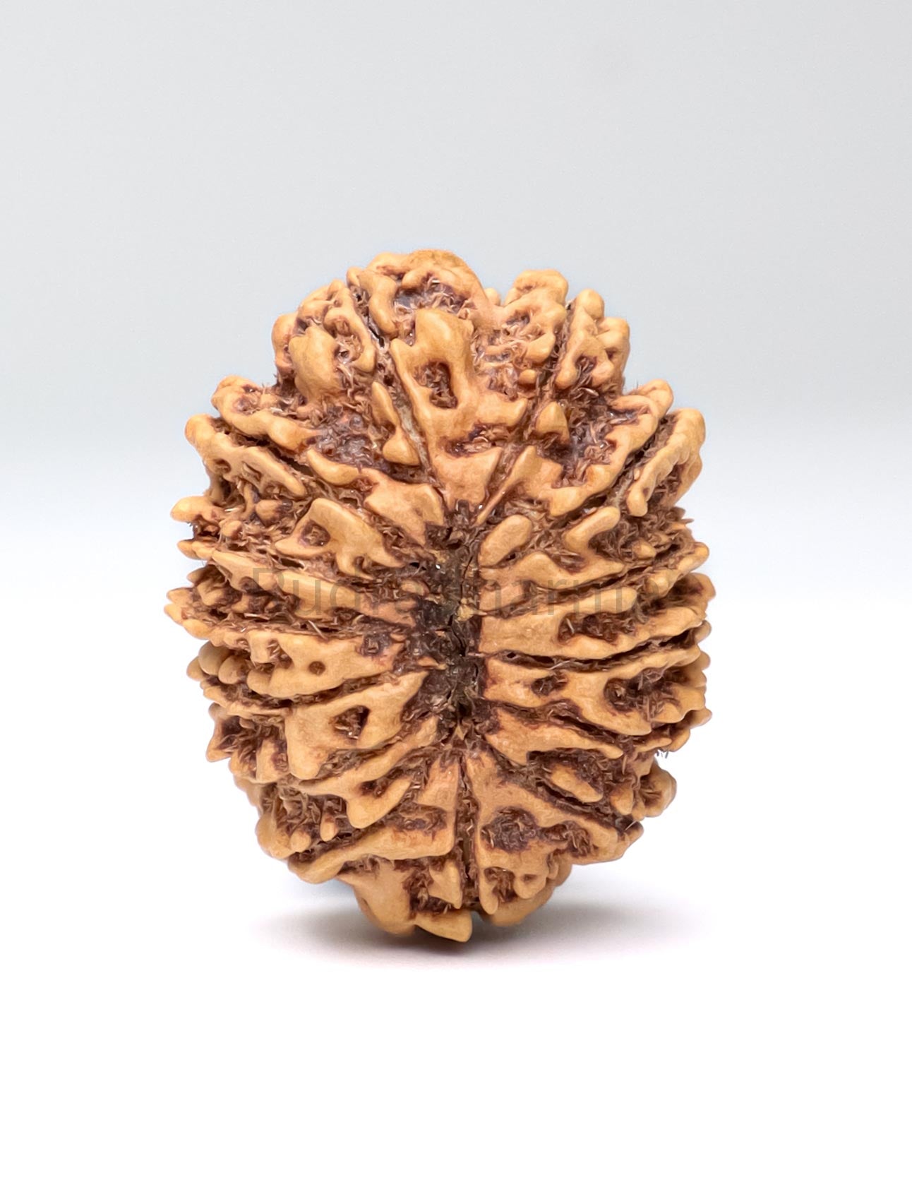 14 Mukhi Nepali Rudraksha