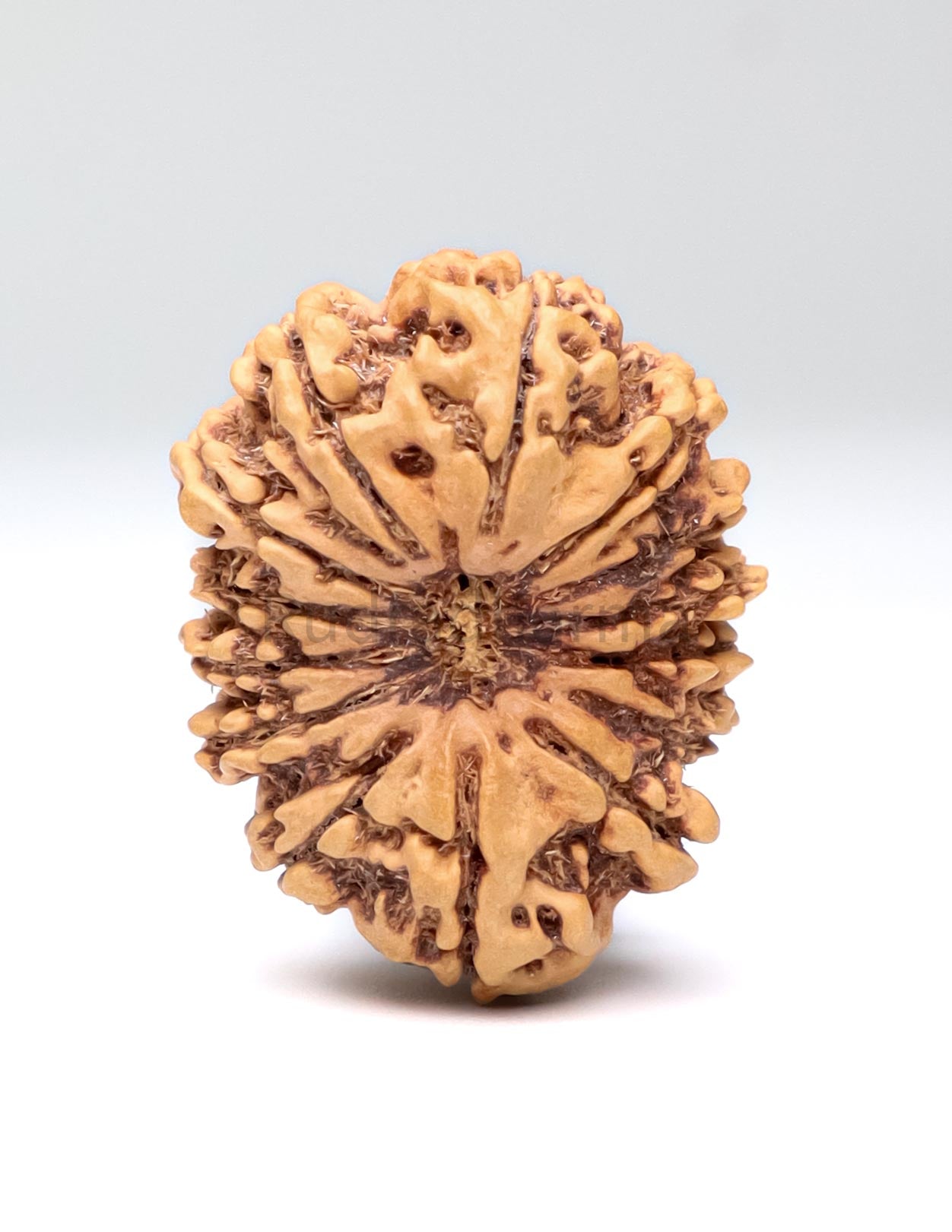 14 Mukhi Nepali Rudraksha