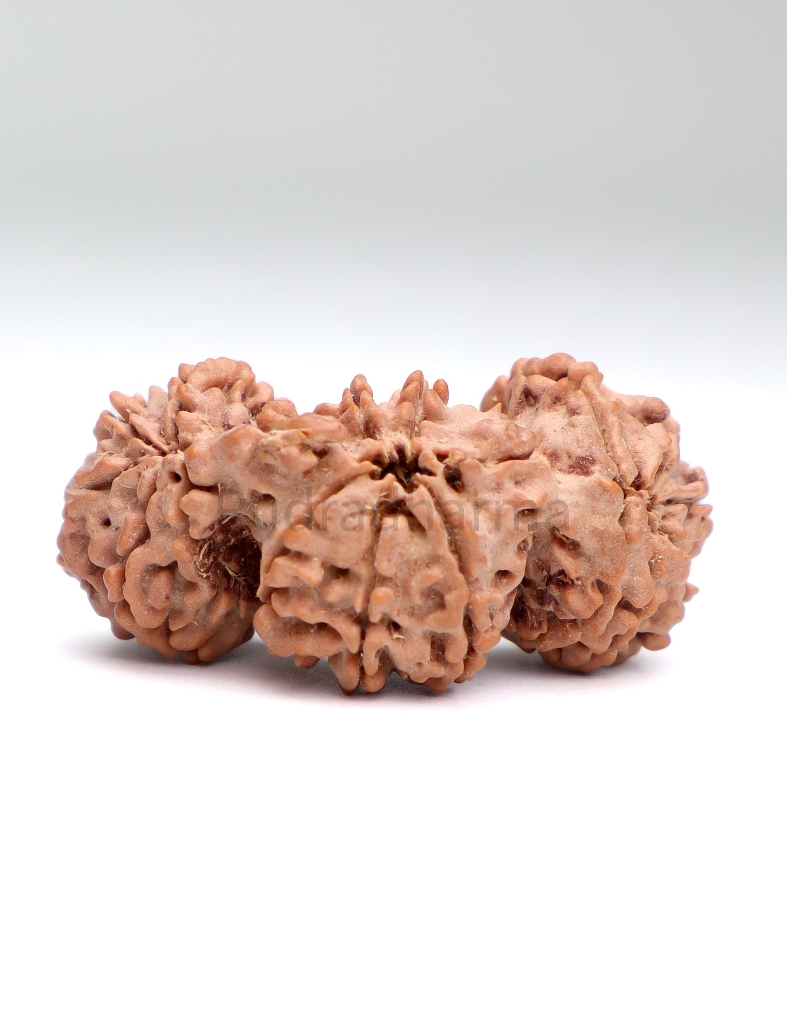 Trijuti 17 Mukhi Nepali Rudraksha