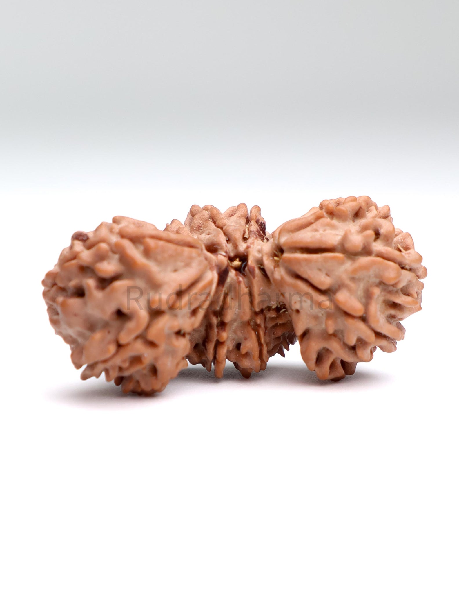 Trijuti 17 Mukhi Nepali Rudraksha