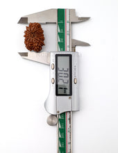 16 Mukhi Nepali Rudraksha