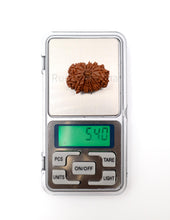 16 Mukhi Nepali Rudraksha
