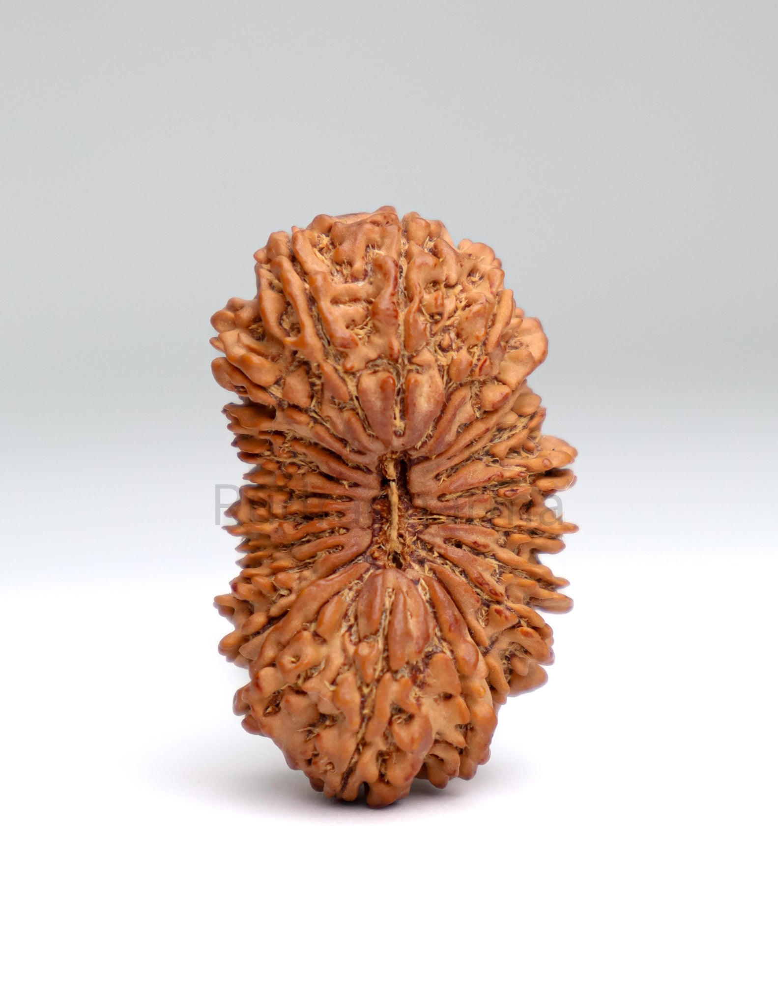 21 Mukhi Nepali Rudraksha