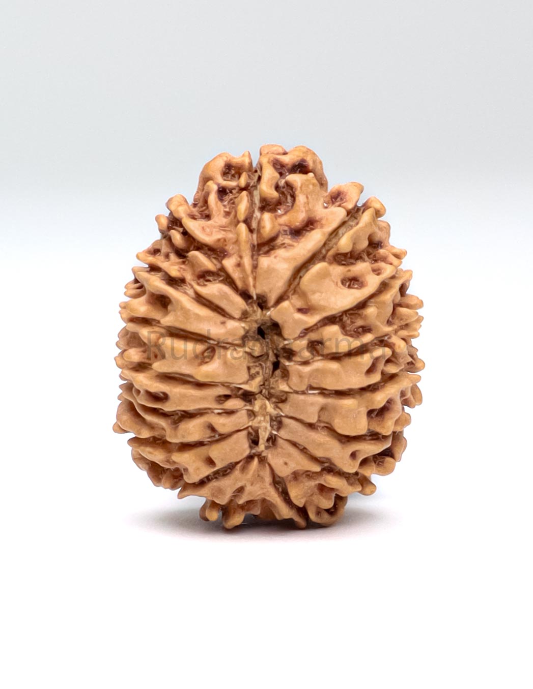 16 Mukhi Nepali Rudraksha