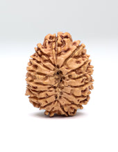 16 Mukhi Nepali Rudraksha